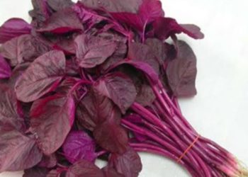 Yuk Cari Tau Manfaat Kesehatan Bayam Merah